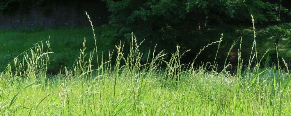 おさむ（試験中）